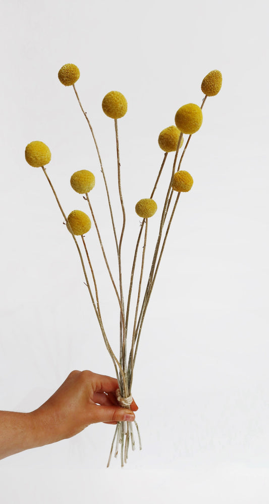 Billy Buttons Bunch